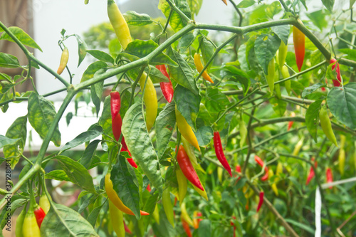 piment rouge vert jaune de la Réunion