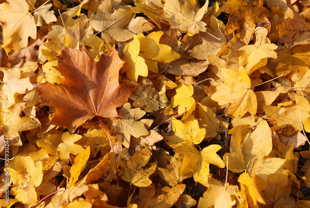 The color composition of fallen autumn leaves.