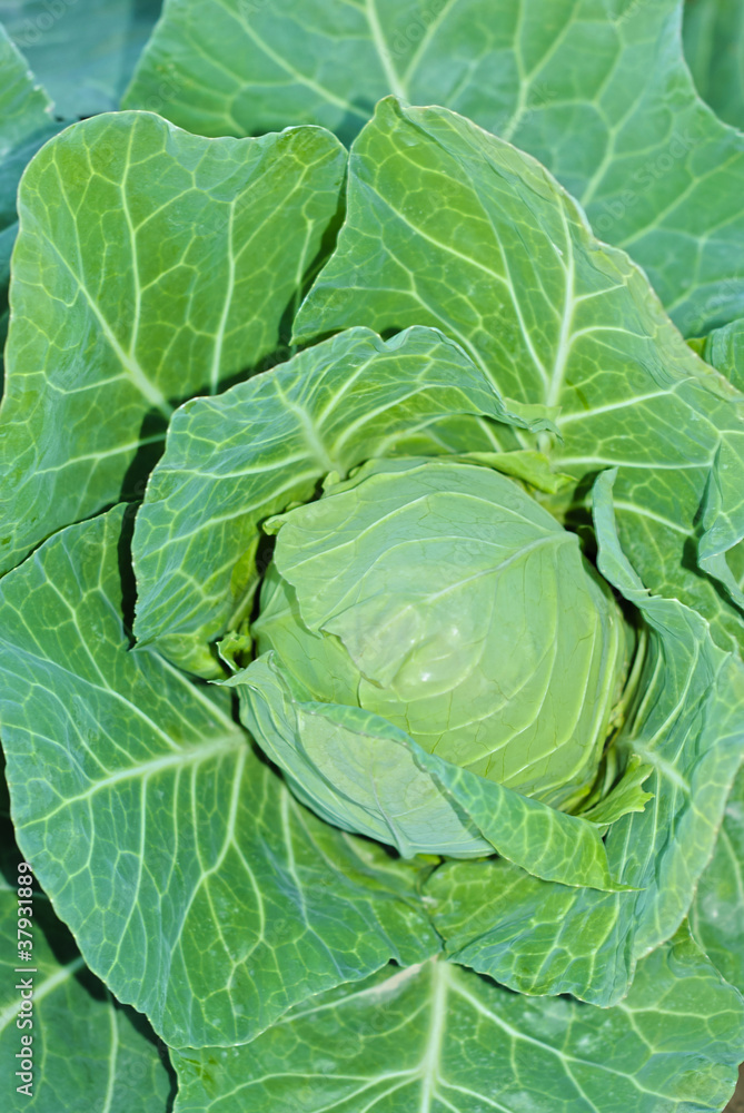 Fototapeta premium Cabbage
