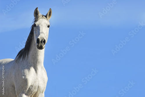 White horse portrait © Alfonsodetomas