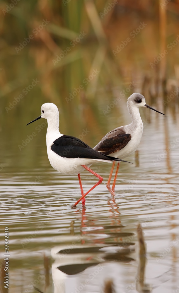 winged stilt winged stilt