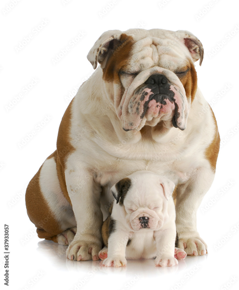 Obraz premium bulldog father and daughter