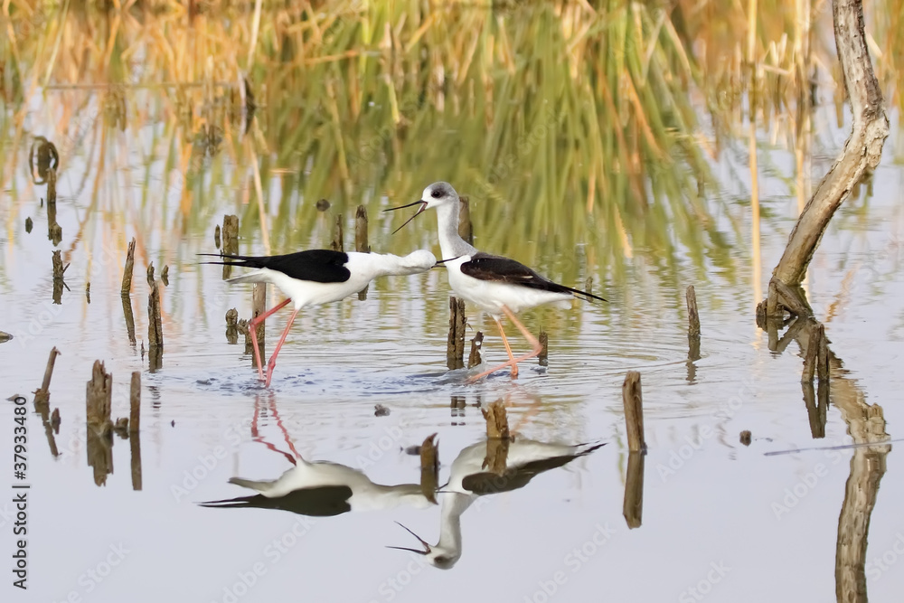 winged stilt winged stilt