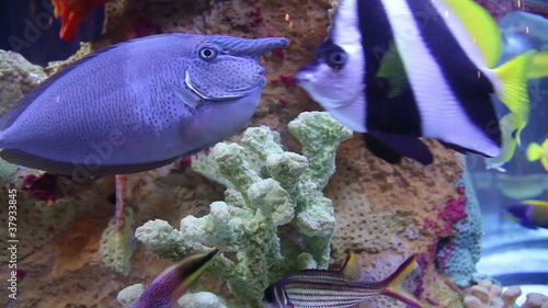 Fish in aquarium