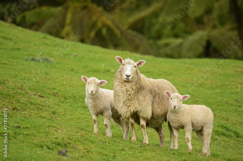 mother sheep and her lambs © Nathan McClunie