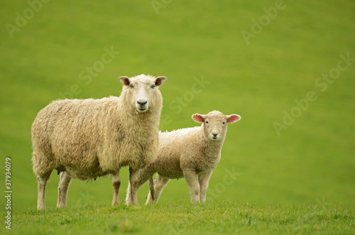 Sheep and Lamb on green grass