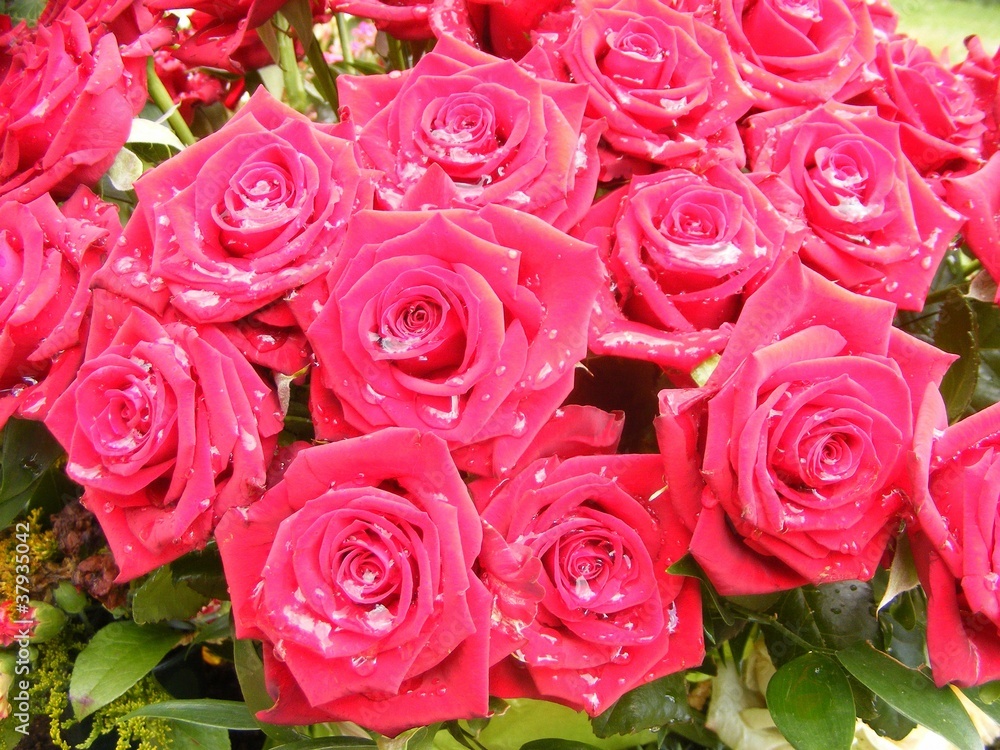 Obraz premium roses