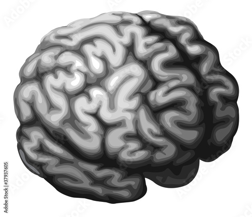 Brain illustration