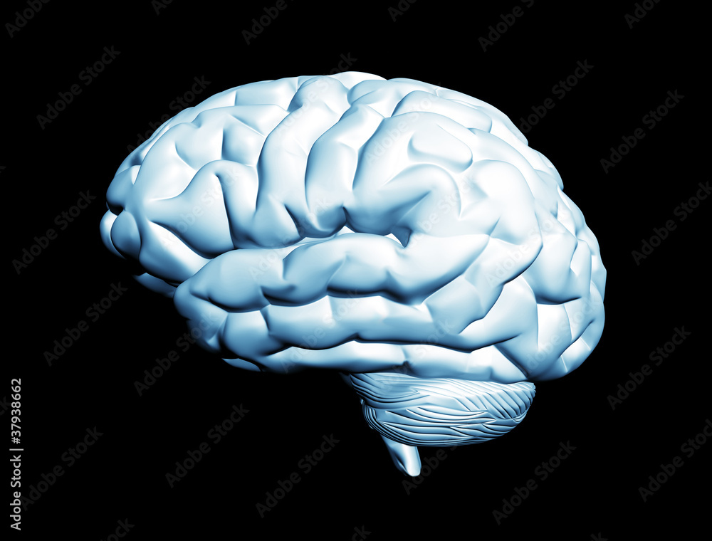Brain isolated on black Brain isolated on black