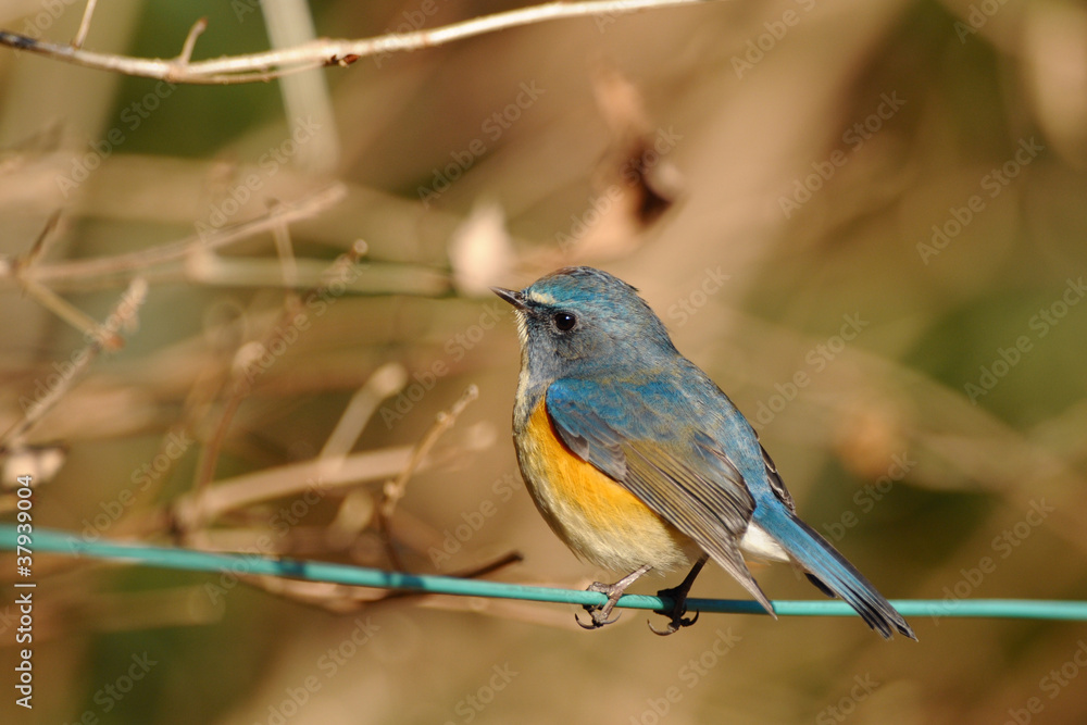 Obraz premium 電線のルリビタキ