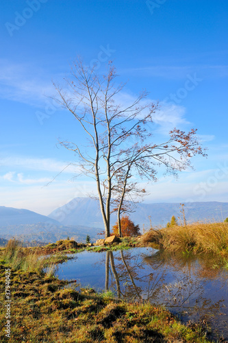 pond with trees in the mountains