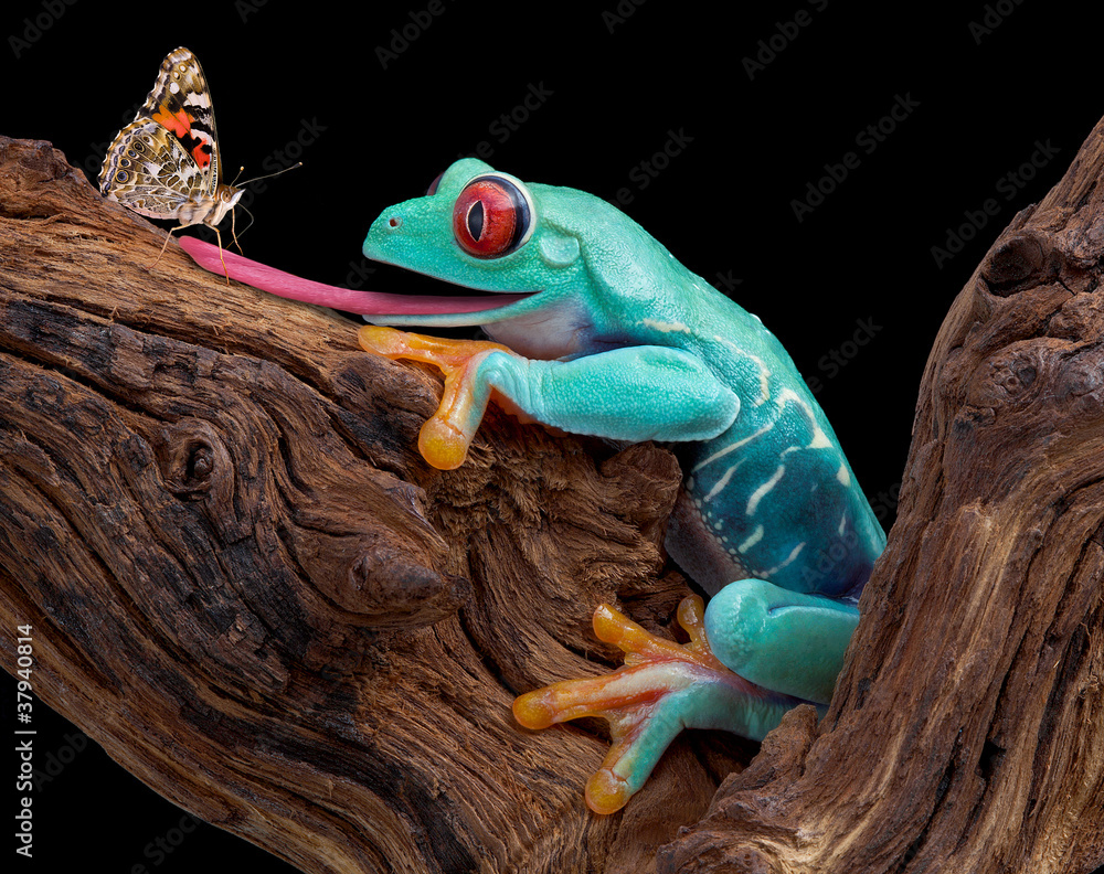 Fototapeta premium Frog trying to catch butterfly