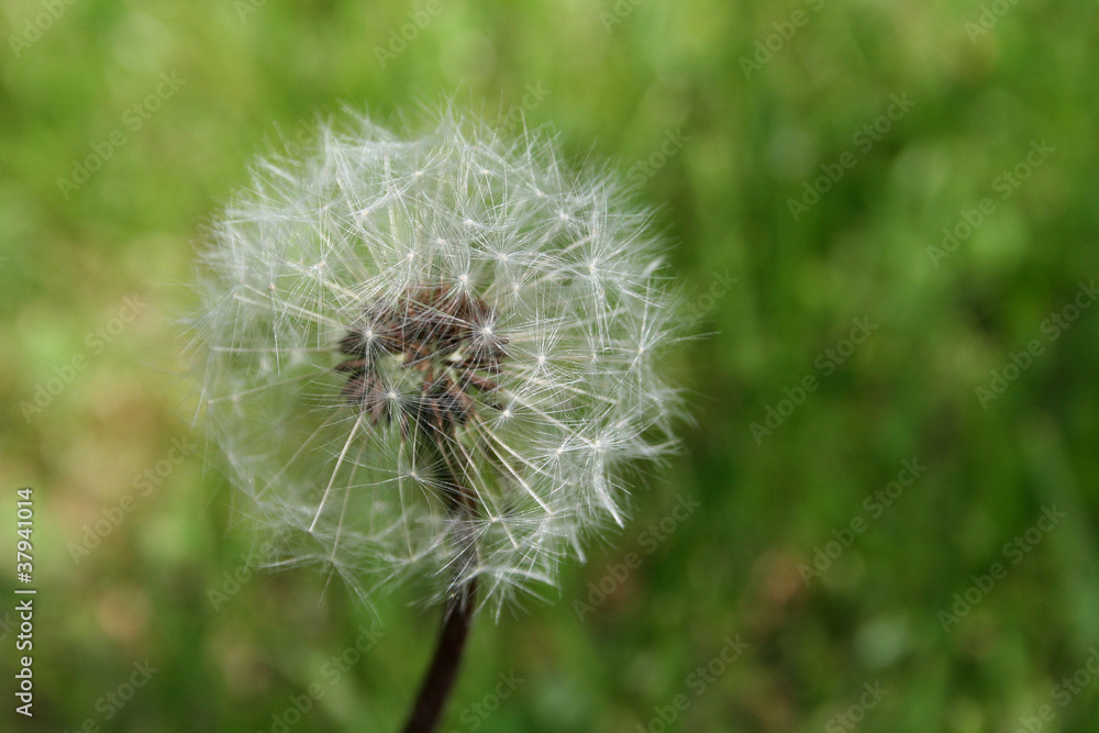 Fototapeta premium Seed Dispersal Stage