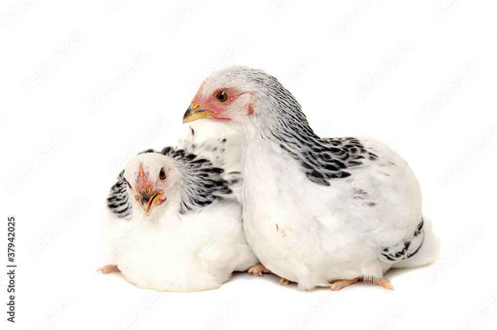 Fototapeta premium Chickens on white background