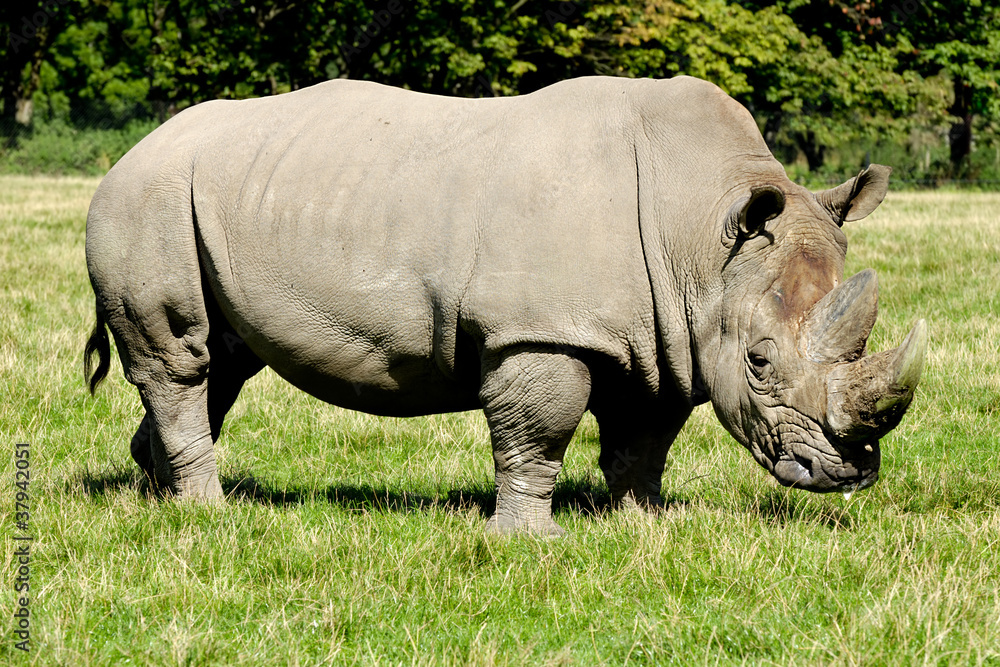 Naklejka premium Rhino