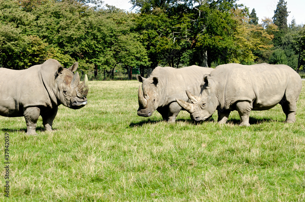 Group of rhino Group of rhino