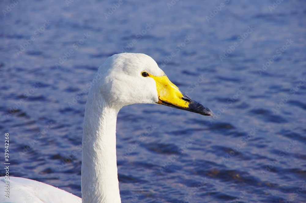 Obraz premium SWAN a cove 越冬白鳥