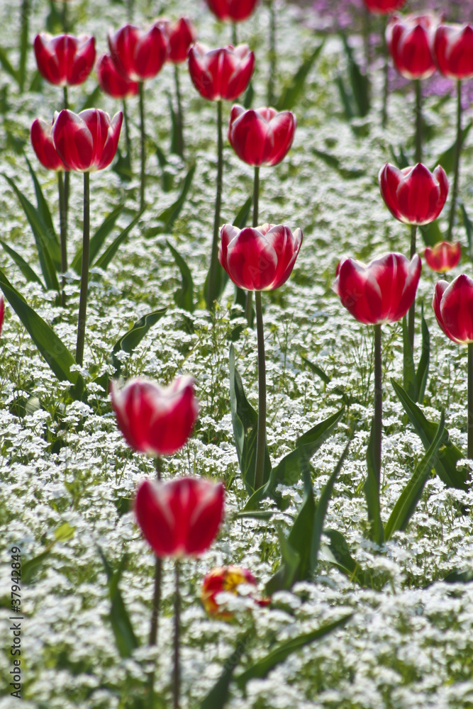 Fototapeta premium Tulips