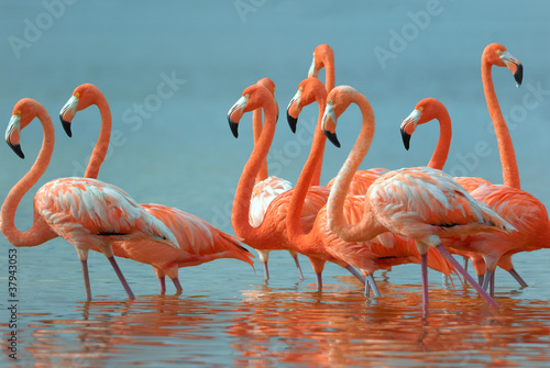 Flamingos are walking in the river.