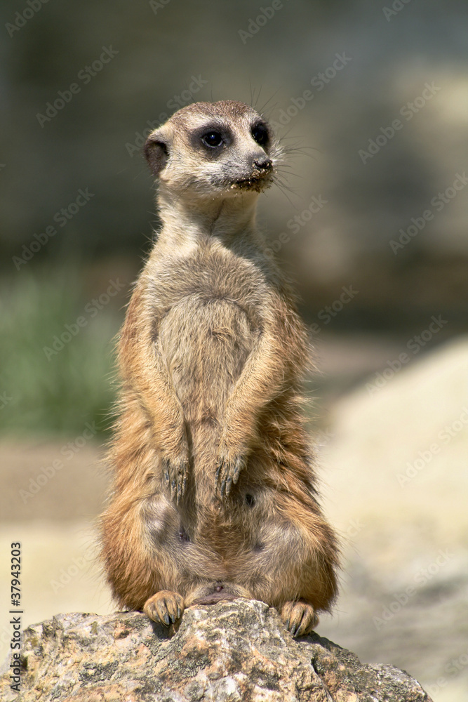 Fototapeta premium Lemur standing