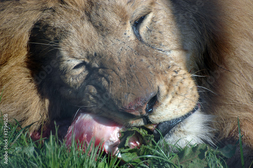 Male lion eating photo