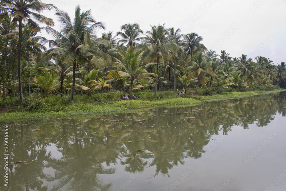 Palms along canals and lakes in Backwaters, Kerala, India Palms along canals and lakes in Backwaters, Kerala, India