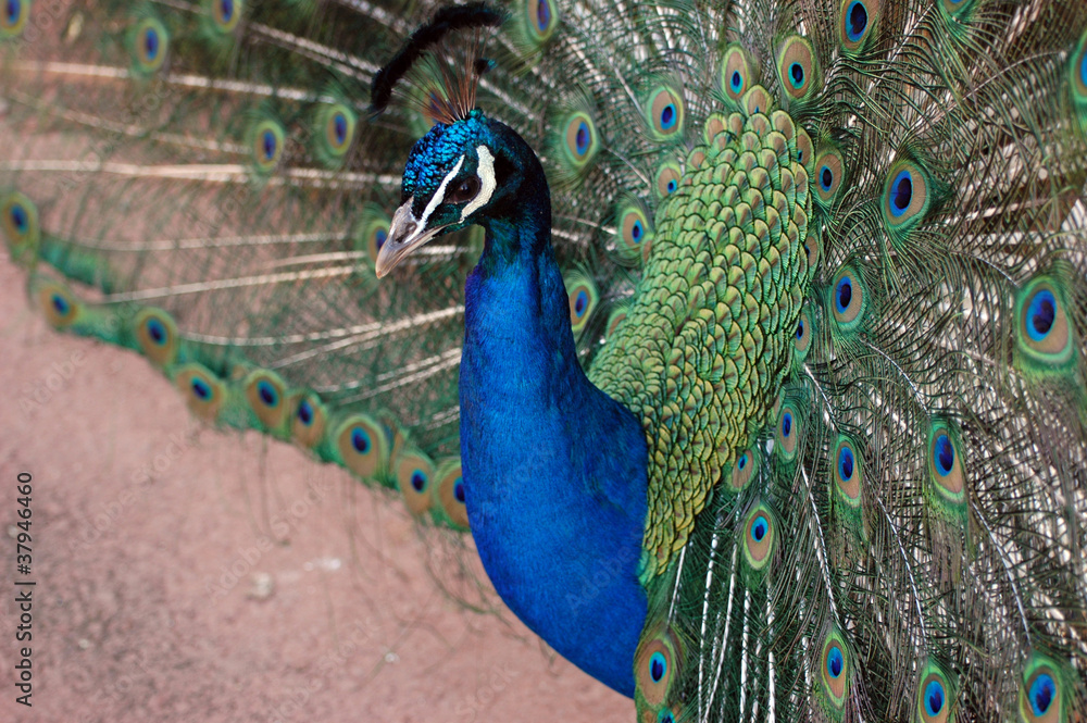 Fototapeta premium Indian blue peacock