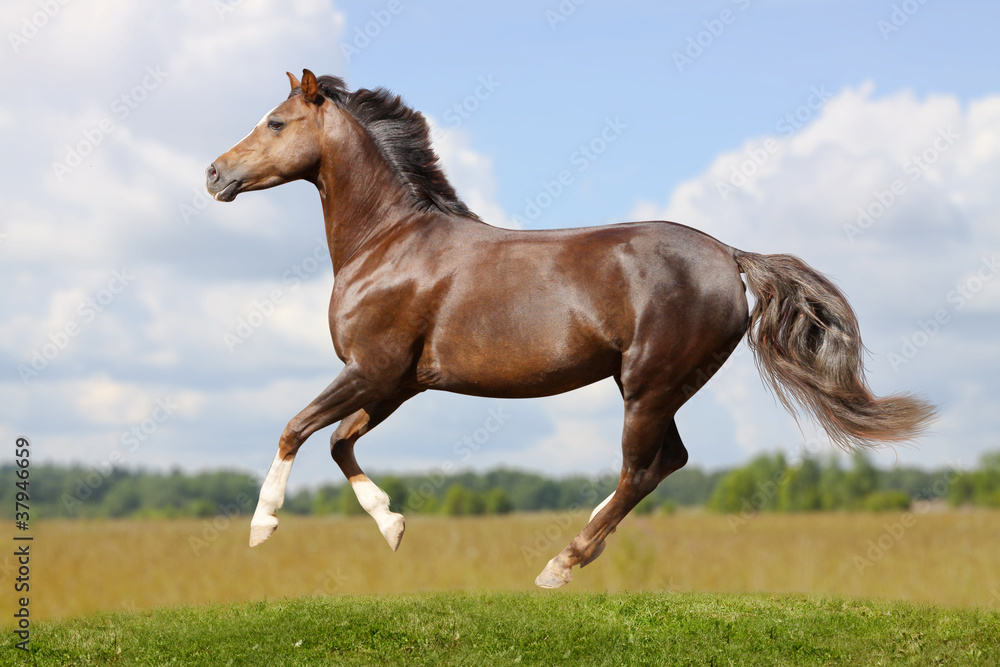 Obraz premium pony in field