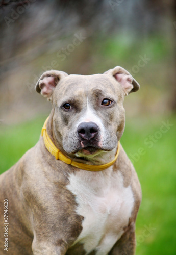 american staffordshire terrier