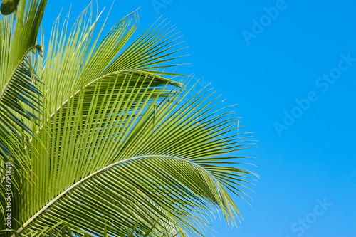 Palm tree fronds