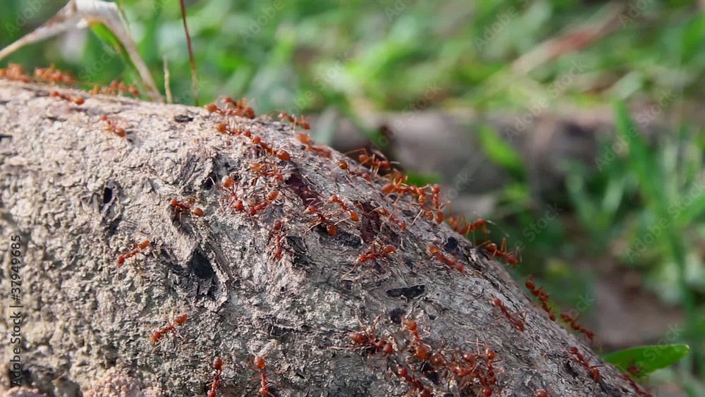 Ants crawling on stem 1 Ants crawling on stem 1