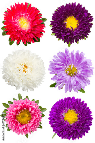 Six different asters © ra3rn