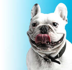 Leinwandbilder Französische Bulldogge Französische Bulldogge im Seitenprofil  © Krakenimages.com