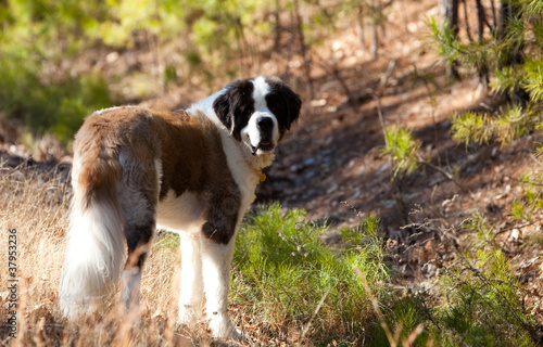 Saint Bernard Dog outside
