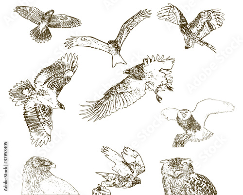 Wallpaper Mural Sammlung von Greifvögeln Torontodigital.ca