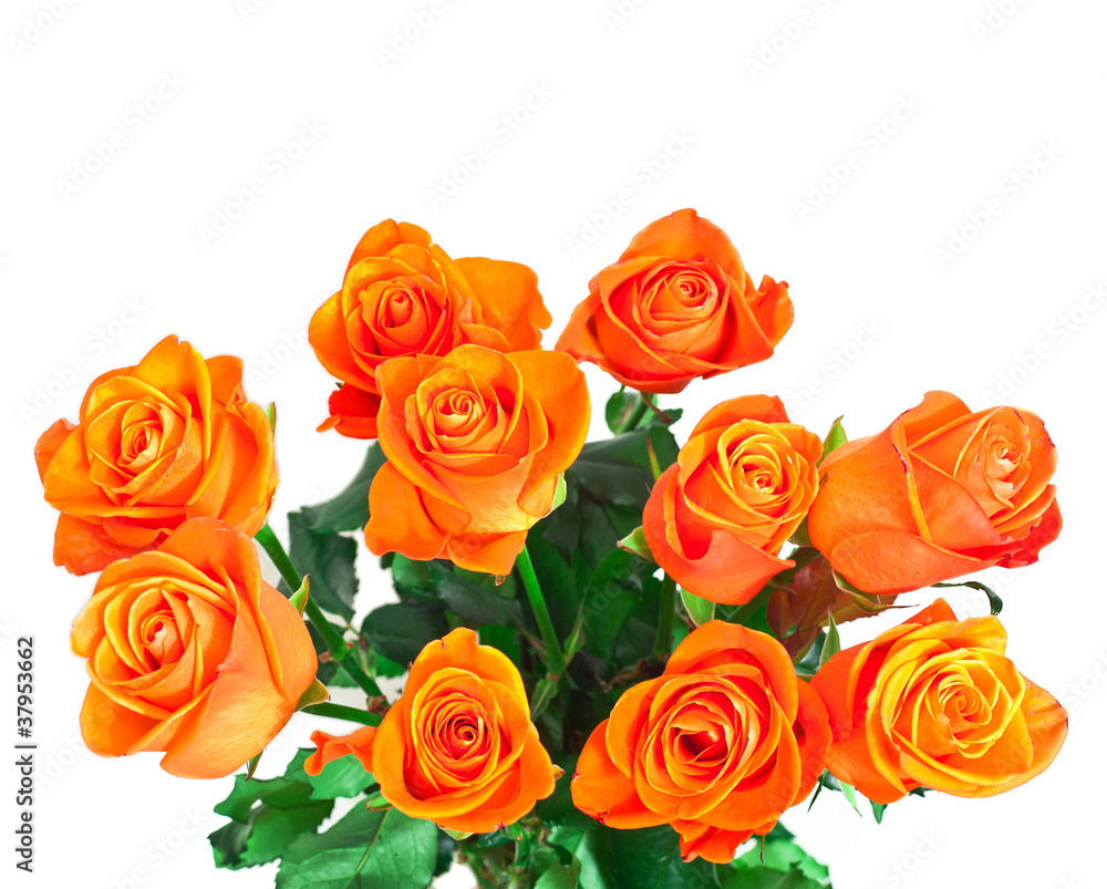 golden roses golden roses