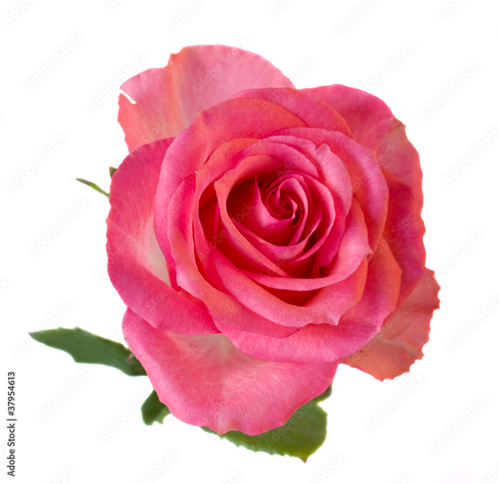 pink rose pink rose