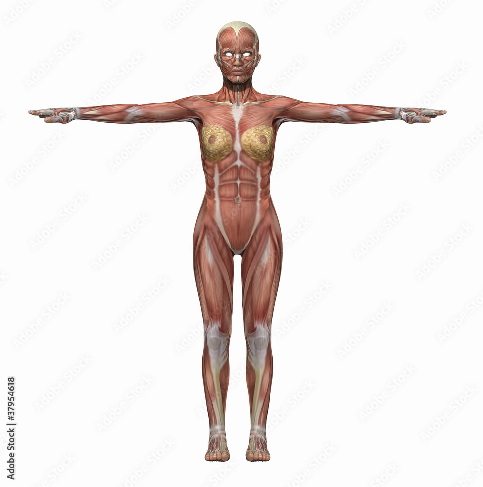 Anatomy muscles body woman