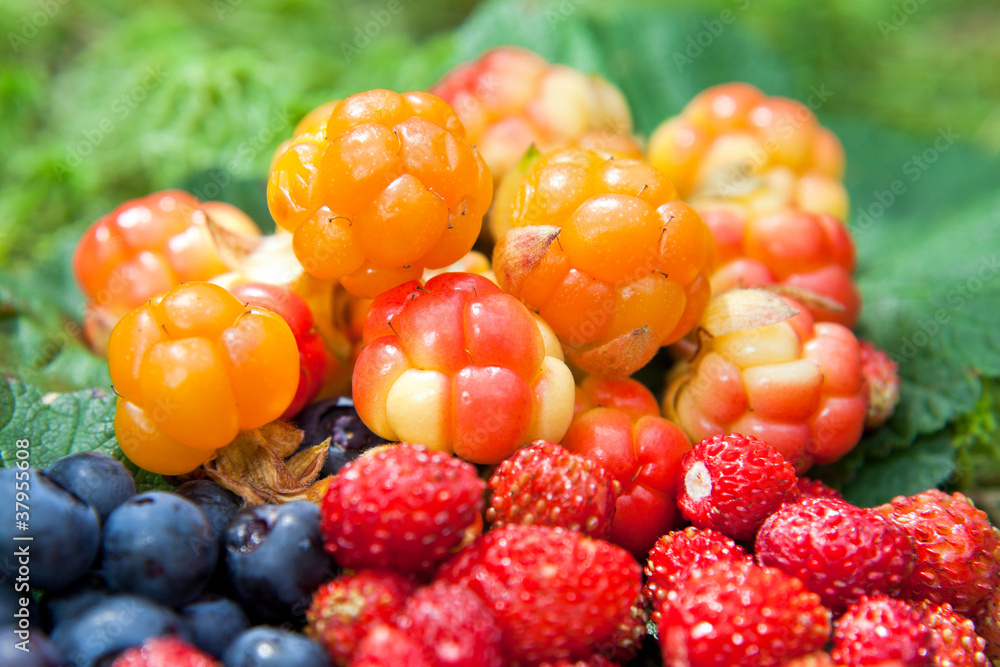 Wild berries on a green vegetative background in wood Wild berries on a green vegetative background in wood