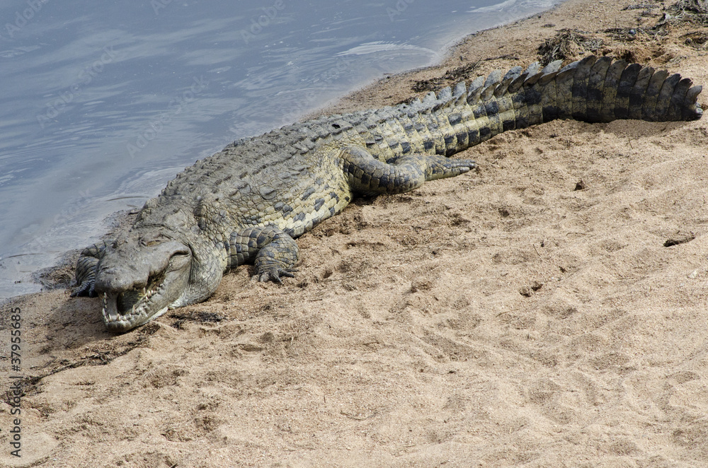 Nile Crocodile