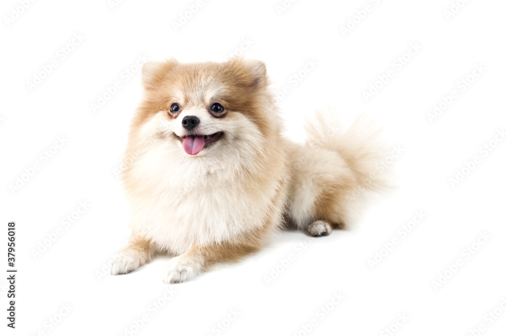 The cute Pomeranian dog over white