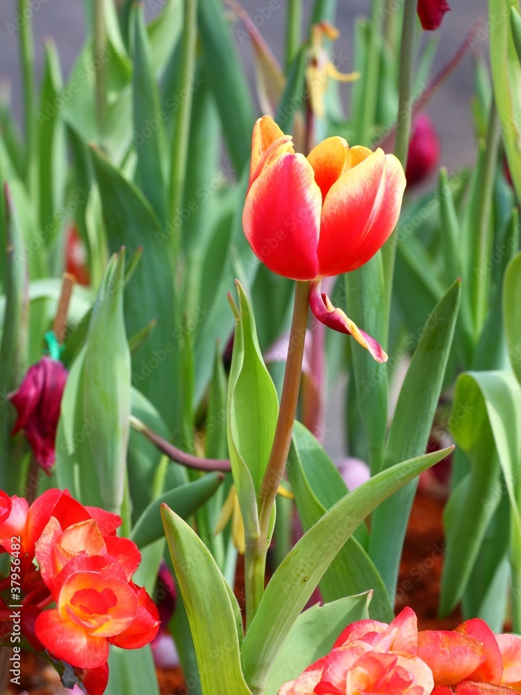Naklejka premium colorful tulip