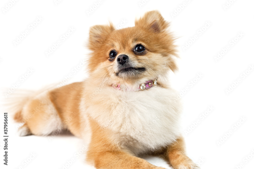 The cute Pomeranian dog over white