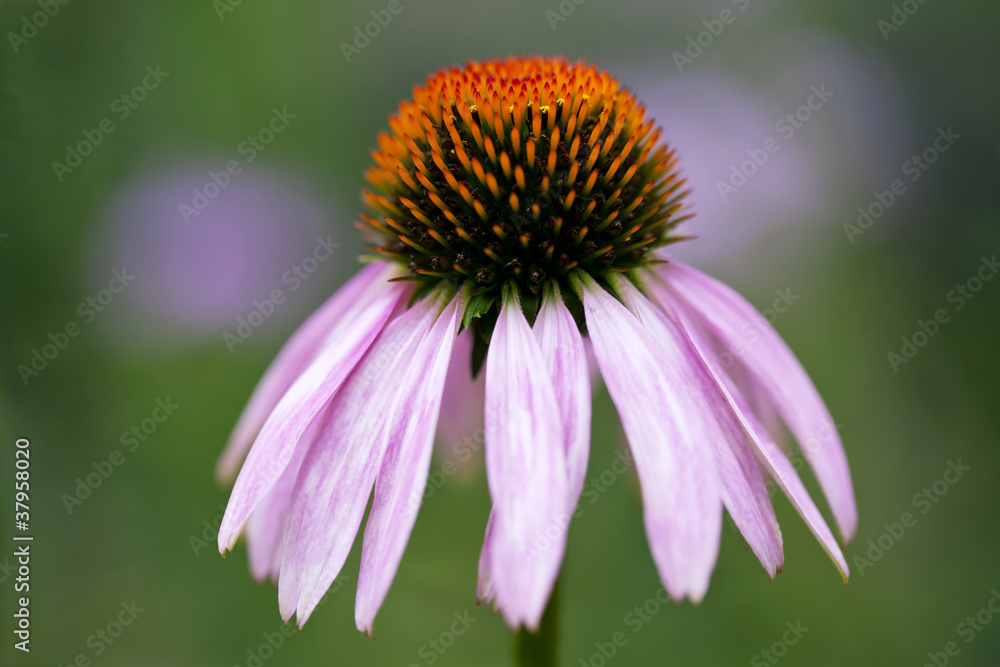 Single purple coneflower Single purple coneflower