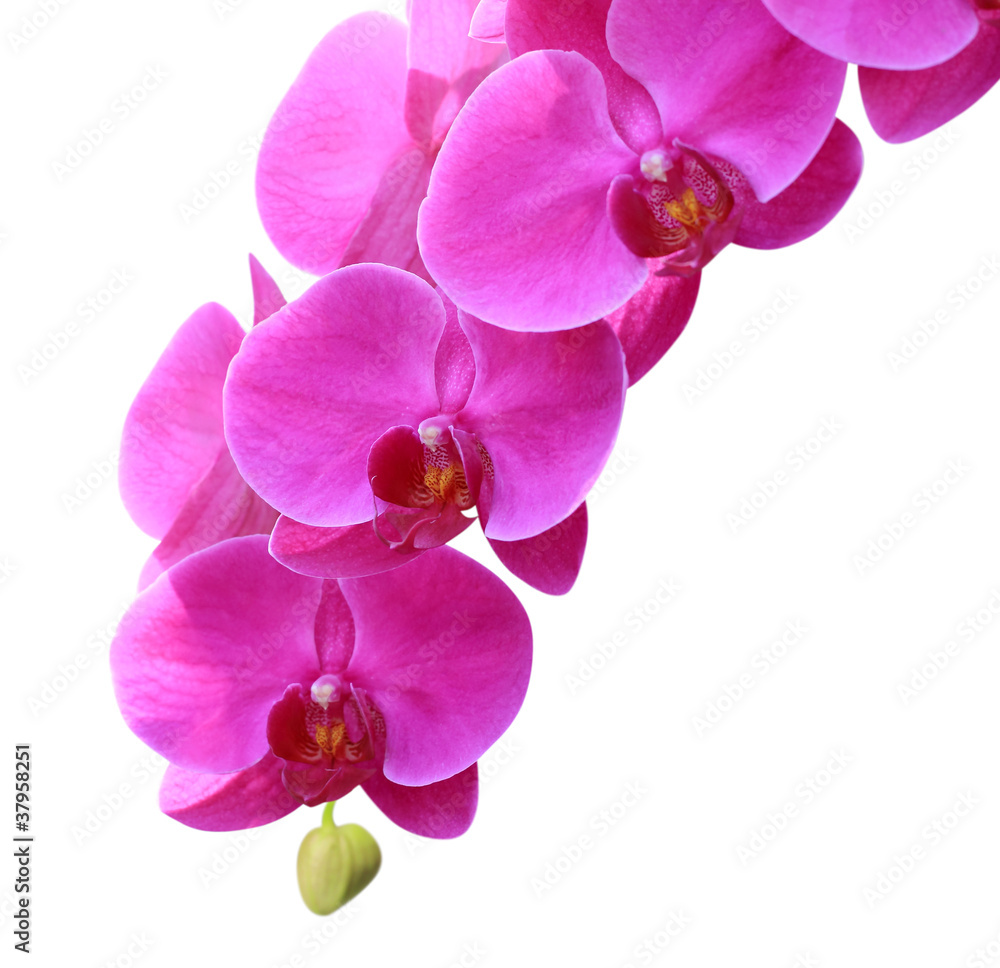 Beautiful orchid isolated on white background Beautiful orchid isolated on white background