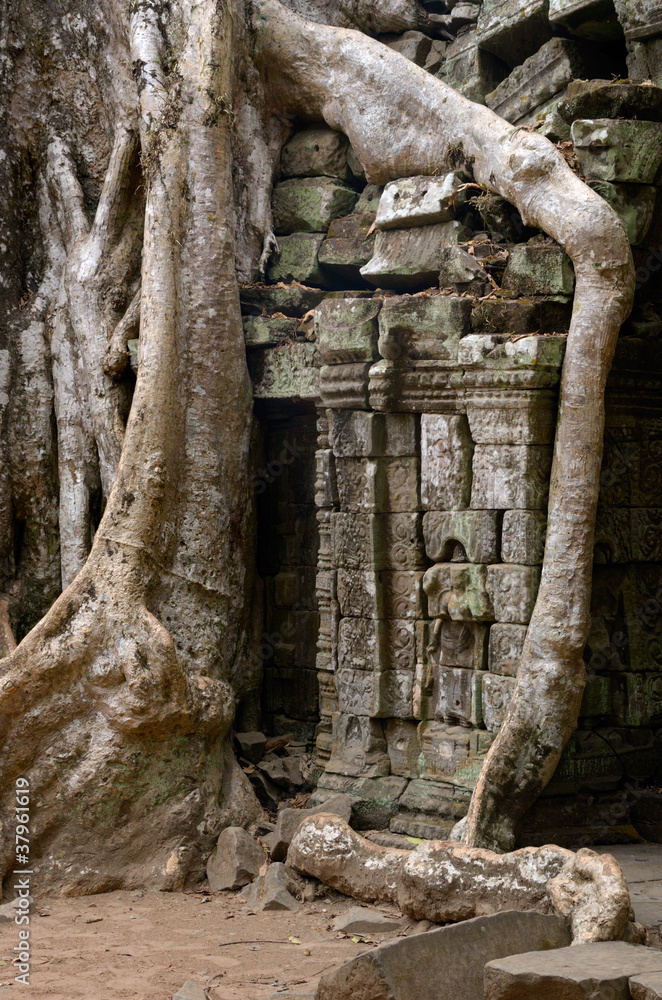 Naklejka premium Jungle temple