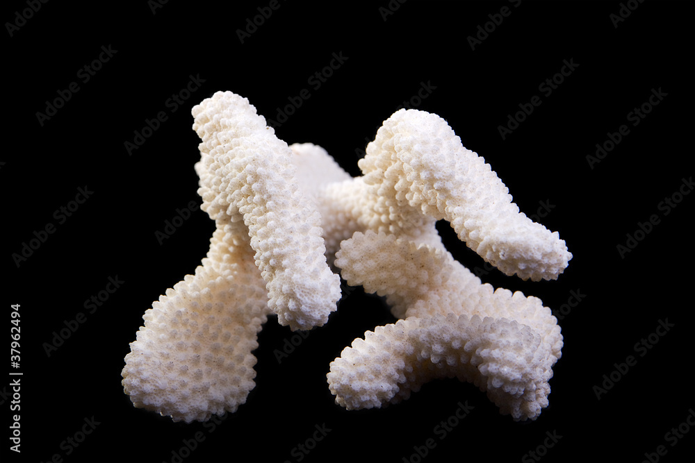 sea coral sea coral