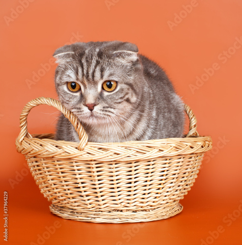 Cat in the basket on orange background