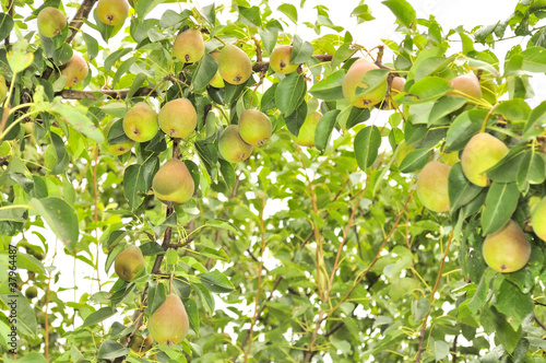 Abundant Crop of Pears Growing on Pear Tree