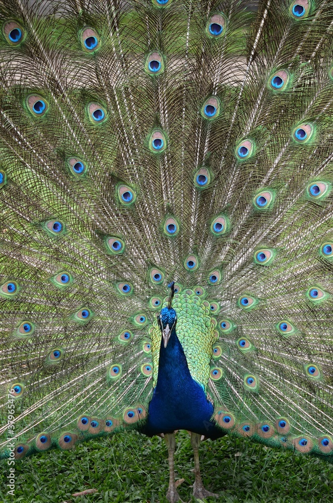 Fototapeta premium クジャク 羽